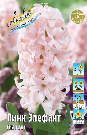 Гиацинт Пинк Элефант 14/15 1шт (КолЛайн) 3шт/уп