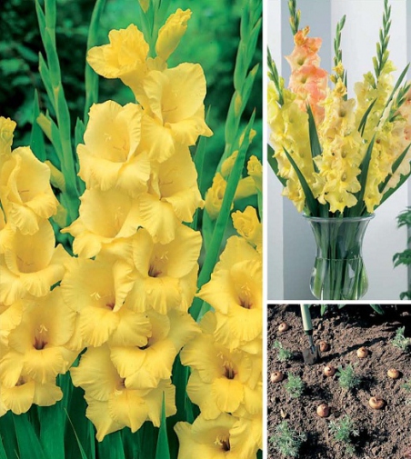 Гладиолус Йеллоу 10/12 1шт (НК) 10шт/уп