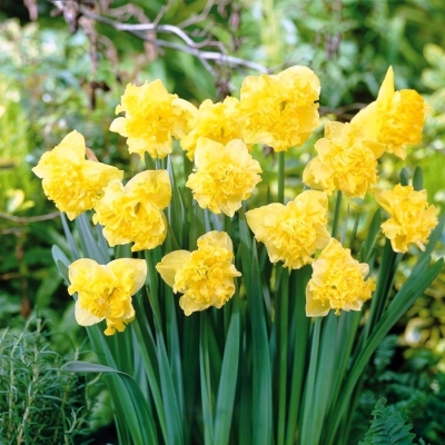 Нарцисс Флаер 12/14 1шт (КолЛайн) 5шт/уп