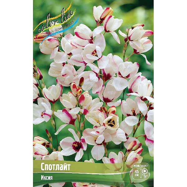 Иксия Спотлайт 5/+ 1шт (КолЛайн) 10шт/уп