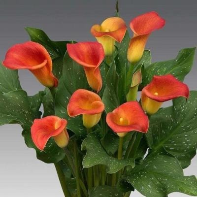 Калла Капитан Фуэго 1шт КолЛайн (2шт/уп)