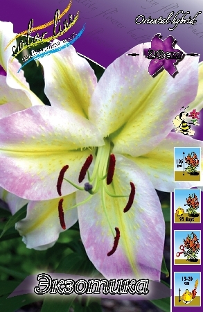 Лилия Экзотика 12/14 1шт (КолЛайн) 5шт/уп 