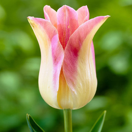 Тюльпан Элегант Леди 1шт (КолЛайн) 3шт/уп лилиецвет.