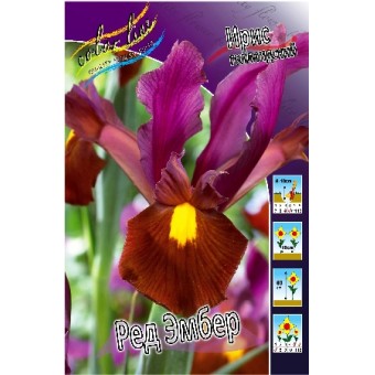 Ирис голландский Ред Эмберт 1шт (КолЛайн) 5шт/уп