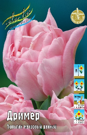 Тюльпан Дример 1шт (КолЛайн) 7шт/уп