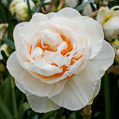 Нарцисс Гай Кибо 12/14 1шт (КолЛайн) 