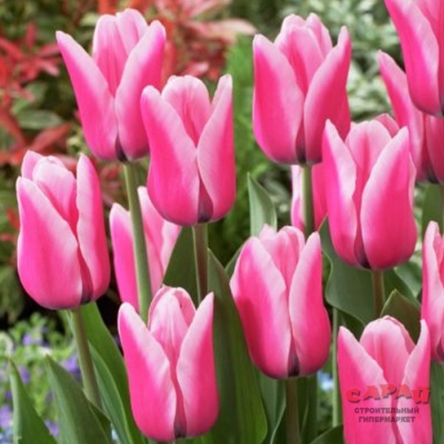 Тюльпан Капри Дрим 11/12 1шт (Садовита) 10шт/уп