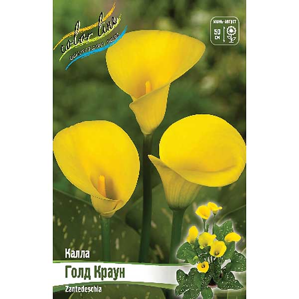 Калла Голд Краун 1шт (КолЛайн) 2шт/уп