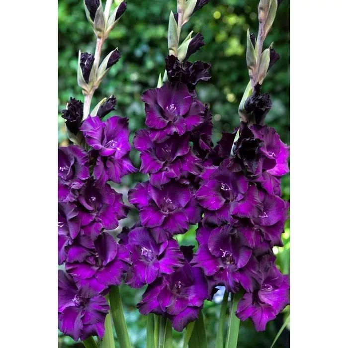 Гладиолус Момбаса 10/12 1шт (КолЛайн) 5шт/уп