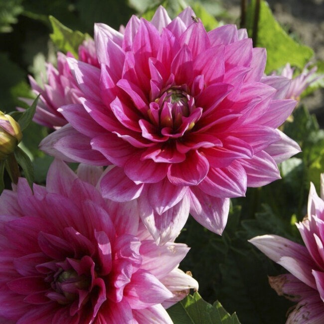 Георгина Блюзетт 1шт (КолЛайн)