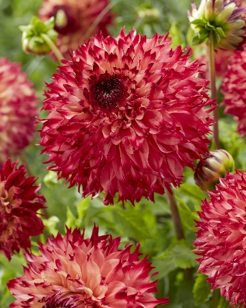 Георгина Айяна 1шт (КолЛайн)