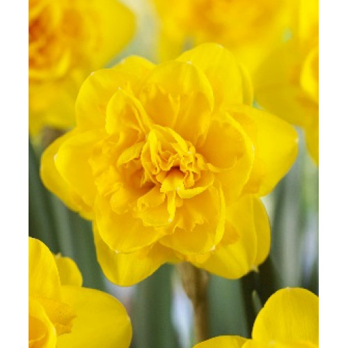 Нарцисс Хиамур 12/14 1шт (Садовита) 5шт/уп