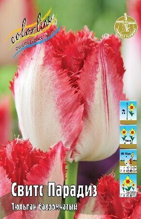 Тюльпан Свитс Парадиз 12/+ 1шт (КолЛайн) 7шт/уп