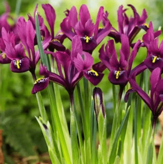 Ирис сетчатый Джи.эс.дийт  6/+ 1шт (КолЛайн) 10шт/уп