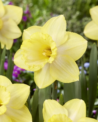 Нарцисс Ладеа 12/14 1шт (КолЛайн) 3шт/уп