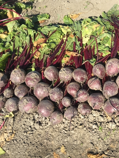 Свекла Пабло F1 весовая 1г