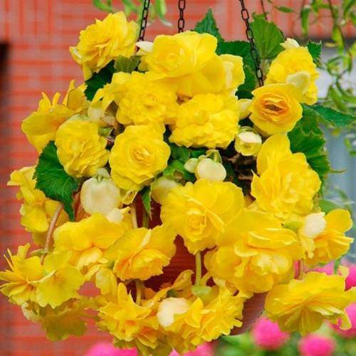 Бегония Пендула желтая 1шт (КолЛайн) 3шт/уп