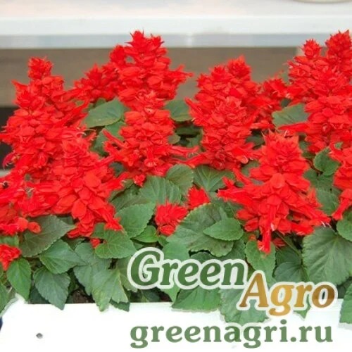 Сальвия Редди Брайт Ред 100шт Витагрин Профи