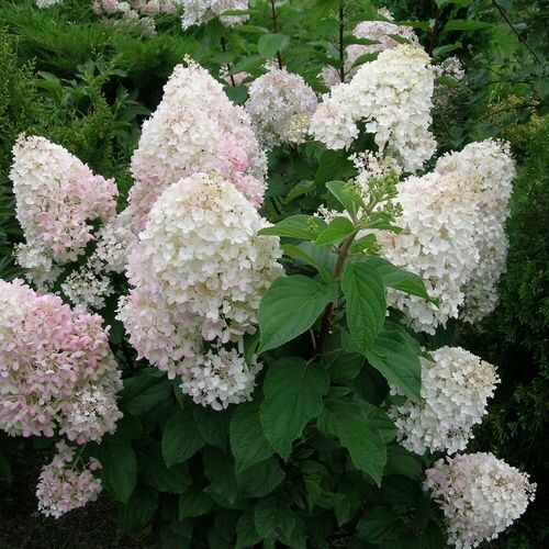 Гортензия Сильвер Доллар Р9 метельч. 1шт (КолЛайн)