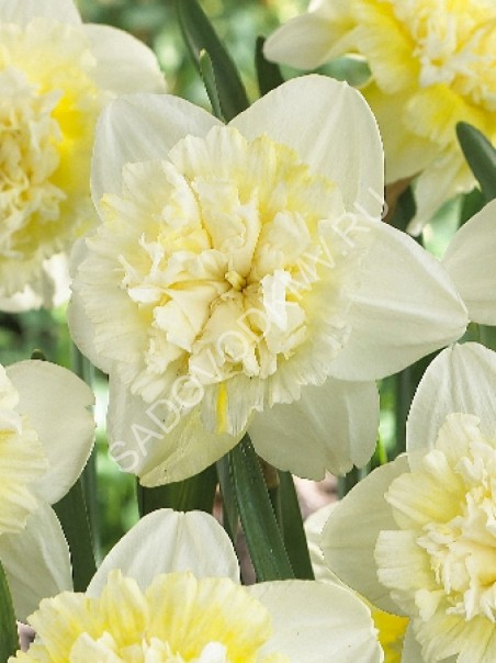 Нарцисс Айс Кинг 12/14 1шт (Садовита) 5шт/уп