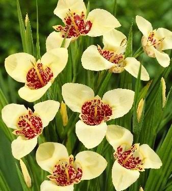 Тигридия Канариенсис 7/9 1шт (КолЛайн) 10шт/уп