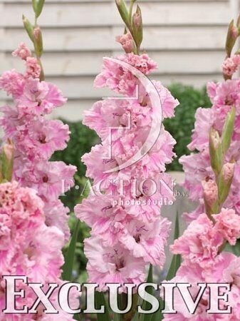 Гладиолус Самара 10/12 1шт (КолЛайн) 3шт/уп