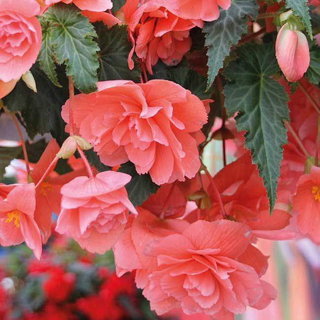 Бегония Иллюминейшн Розовая 1шт (Садовита) 3шт/уп