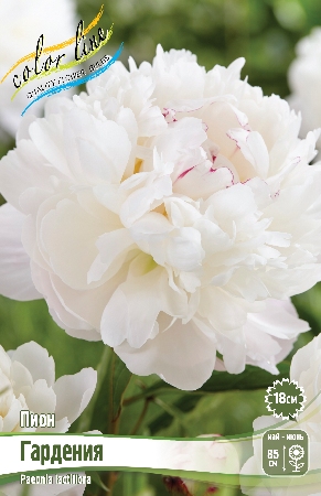 Пион Гардения 2/3  1шт (КолЛайн)
