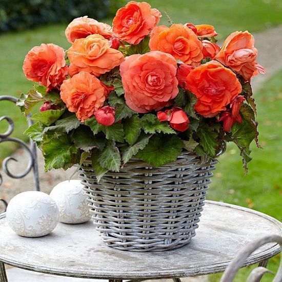 Бегония СУПЕРБА Лососевая 1шт (КолЛайн) 3шт/уп