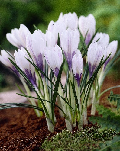 Крокус Сильвер Коралл 5/7 1шт (КолЛайн) 10шт/уп