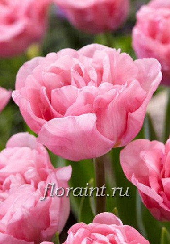 Тюльпан Марияж 11/12 1шт (КолЛайн) 7шт/уп