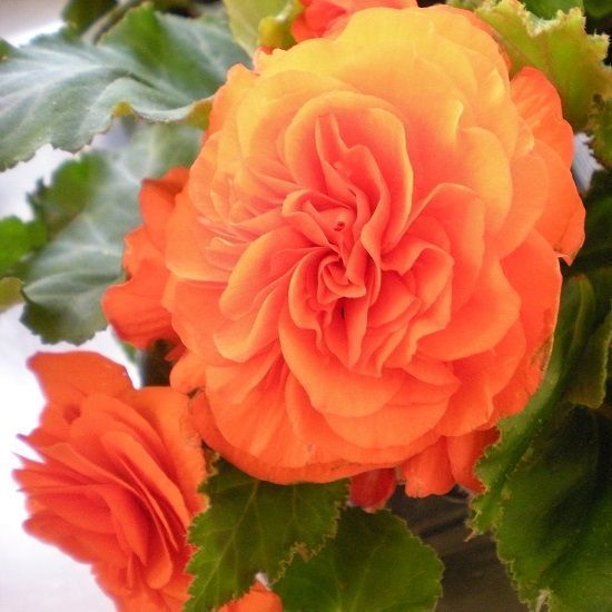 Бегония Нон стоп Априкот 1шт (КолЛайн) 