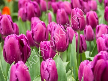 Тюльпан Пурпл Принц 11/12 1шт (Садовита) 10шт/уп