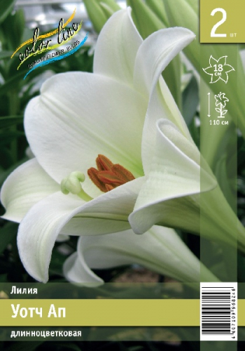 Лилия Уотч Ап 11/12 1шт (КолЛайн) 2шт/уп