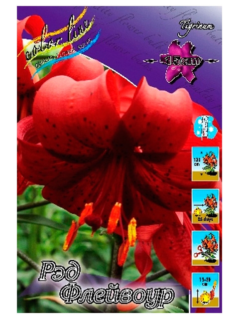 Лилия Рэд Флейвоур 12/14 1шт (КолЛайн)