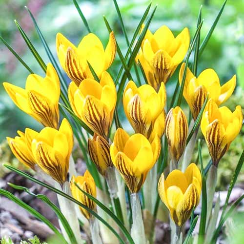 Крокус Дороти 1шт (КолЛайн) 10шт/уп