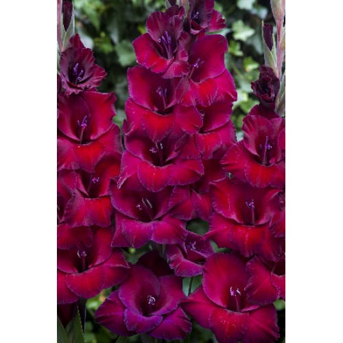 Гладиолус Дон Луиджи 10/12 1шт (КолЛайн) 8шт/уп