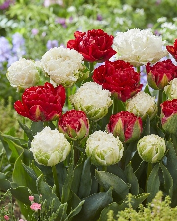 Тюльпан Парад смесь 1шт (КолЛайн) 5шт/уп