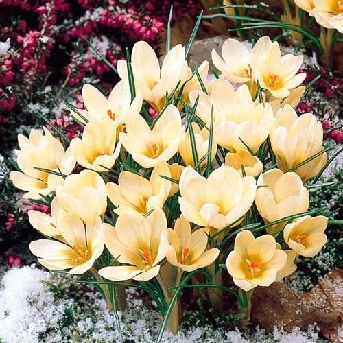 Крокус Крим Бьюти 5/+ 1шт (Садовита) 5шт/уп