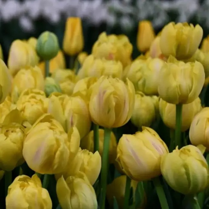 Тюльпан Йеллоу Маргарита 11/12 1шт (Садовита) 3шт/уп