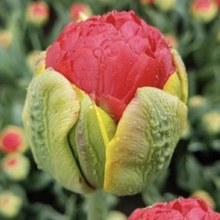 Тюльпан Мира 1шт (КолЛайн) 7шт/уп 