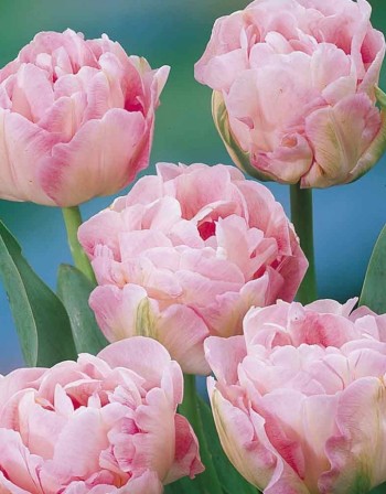 Тюльпан Анжелика 11/12 1шт (КолЛайн) 3шт/уп