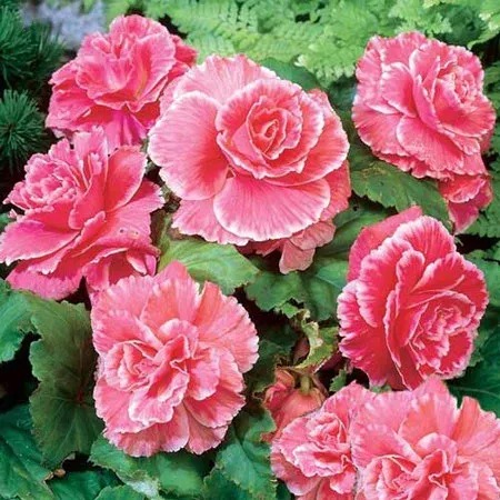 Бегония Пикоти Лейс Белая-Розовая 1шт (КолЛайн) 2шт/уп