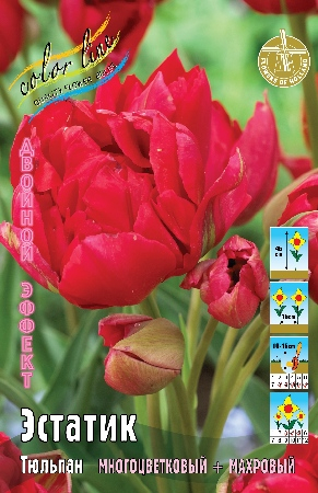 Тюльпан Эстатик 1шт (КолЛайн) 8шт/уп 