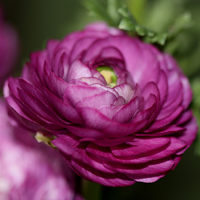 Лютик (Ранункулюс) ПЕПЛ 6/7 1шт (НК) 10шт/уп