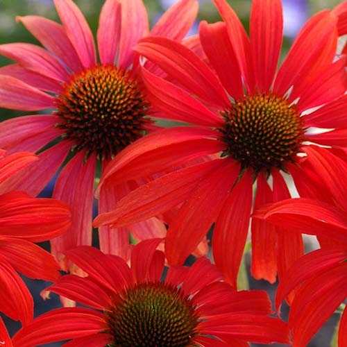 Эхинацея Томато Соуп 1шт (КолЛайн)