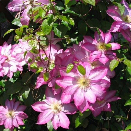 Клематис Асао 1шт (КолЛайн)