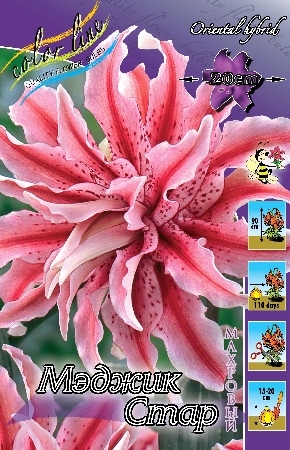 Лилия Мэджик Стар 12/14 1шт (КолЛайн) 