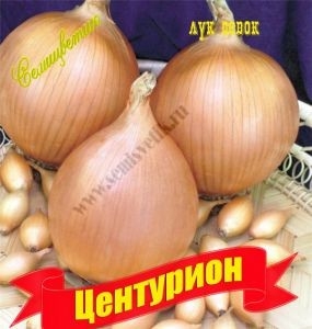 Лук севок Центурион 21/24 20кг/м (+/- 3%) (Лукаморе)