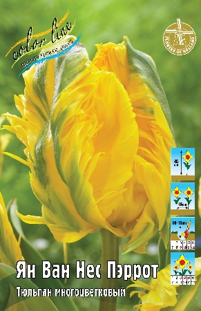 Тюльпан Ян Ван Нес Пэррот 1шт (КолЛайн) 7шт/уп